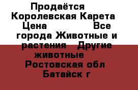 Продаётся!     Королевская Карета › Цена ­ 300 000 - Все города Животные и растения » Другие животные   . Ростовская обл.,Батайск г.